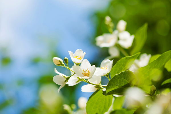 ý nghĩa của hoa nhài 1