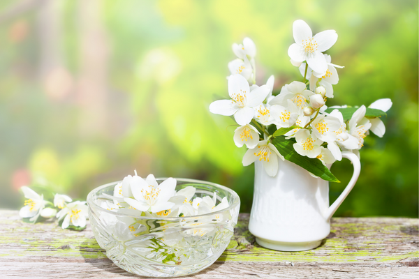 Ý nghĩa hoa Nhài theo phong thủy