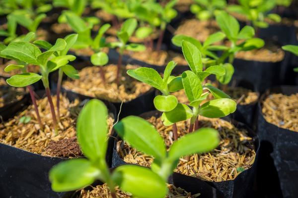 Chăm sóc hoa hướng dương