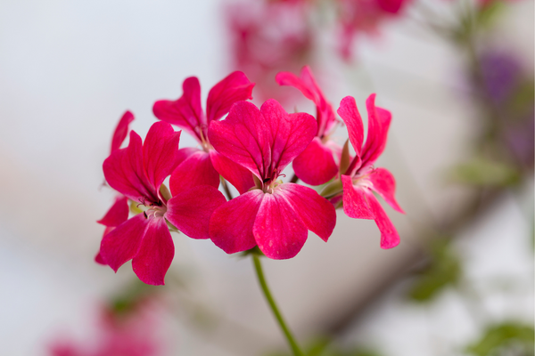 Cách chăm sóc hoa phong lữ thảo