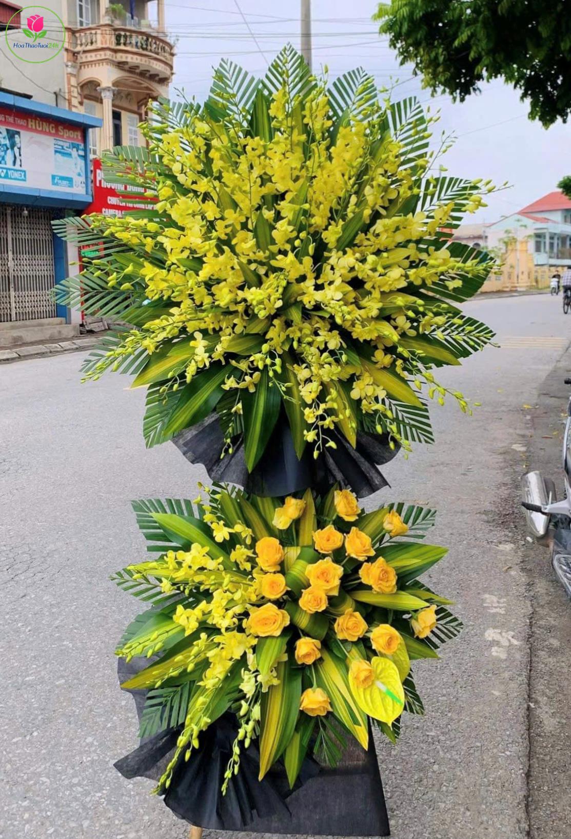 Cây tang lan vàng