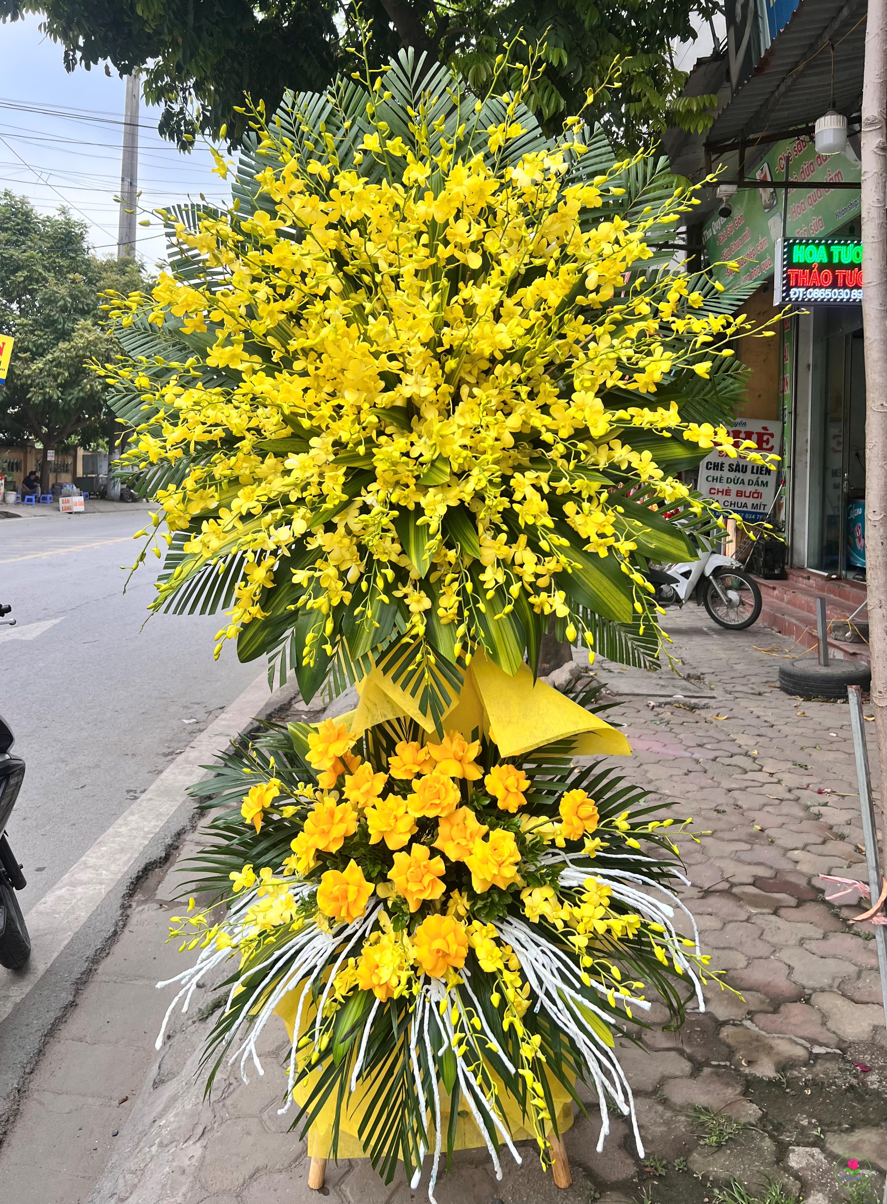 Cây hoa tang 5
